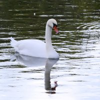 А белый лебедь на пруду... :: Nikolay Monahov
