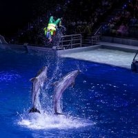Сальто с дельфинами :: Дмитрий Балашов