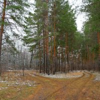 В ноябрьском лесу гуляя.. :: Андрей Заломленков