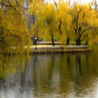 Ноябрьский дождь в парке с желтыми ивами... :: Лидия Бараблина