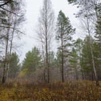 Лес в октябре :: Ирек Галиуллин