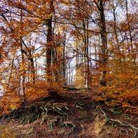 лес осенью :: Heinz Thorns