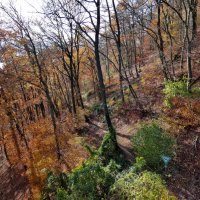 лес осенью :: Heinz Thorns