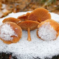 Набрать грибочков на жарёху в середине ноября!  :-) :: Андрей Заломленков