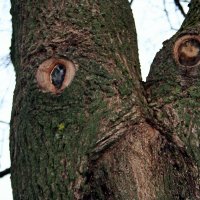 глазастое дерево :: Любовь 