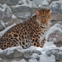 Дальневостчный леопард :: Владимир Габов