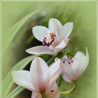 Орхидея :: Татьяна repbyf49 Кузина