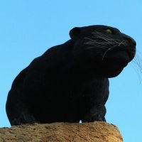черная пантера :: ольга хакимова