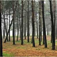 Сосновый лес. :: Валерия Комова