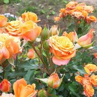 Розы на клумбе :: Светлана Дунаева