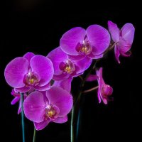 Орхидея :: gribushko грибушко Николай