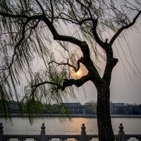 Пекинский закат :: E volution