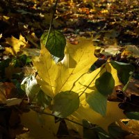 Люблю багряно-золотые листопады! От них на сердце — неземная благодать… :: Galina Dzubina