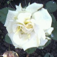 Белая роза :: Дмитрий Никитин
