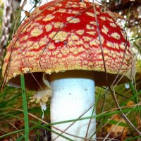 Красочный гриб с красным зонтиком в осеннем лесу :: Лидия Бараблина