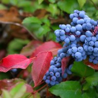 Сибирский виноград :: владимир тимошенко 