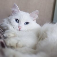 Кошка :: Ольга Логунова