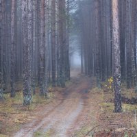 Осень в сосновом лесу :: Ната Волга