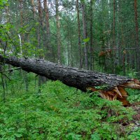 Три медведя на фотосессию не явились. :: nadyasilyuk Вознюк