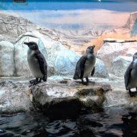 Папуанские пингвины :: Анатолий Колосов