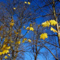 ...Ноябрь уж наступил - уж роща отряхает Последние листы с нагих своих ветвей... :: Galina Dzubina