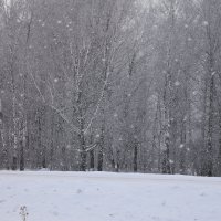 падает снег :: Сергей Расташанский