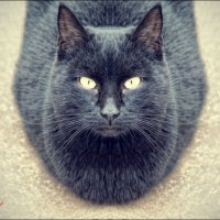 Чёрный кот :: Сергей Порфирьев