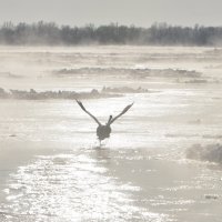 На посадке... :: Николай Воробьёв 