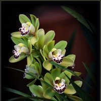 Веточка зелёной орхидеи :: Татьяна repbyf49 Кузина