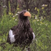 белохвостый орлан :: Svetlana Galvez