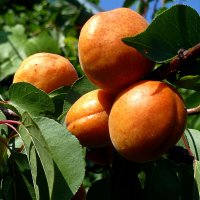 Чудесные абрикосы поспели в саду... :: Лидия Бараблина