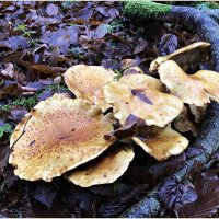 Ноябрьские грибы. :: Валерия Комова