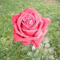 Цветёт роза красная :: Galaelina ***