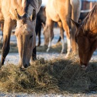 Утреннее кормление. :: Виктор Евстратов