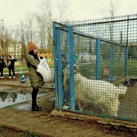 Сейчас дам капустки :: Raduzka (Надежда Веркина)