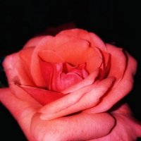 Тёплая осень позволила розе долго цвести... :: Татьяна 