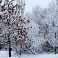 Деревья в декабрьском инее... :: Лидия Бараблина