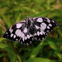Пестроглазка галатея, или галатея — вид дневных бабочек из семейства Бархатницы :: dana smirnova