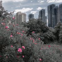 Цветы и город. :: Андрий Майковский