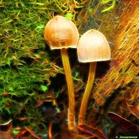Про волшебные грибочки.. :-) :: Андрей Заломленков