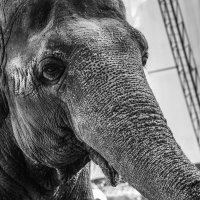Грустный слон :: Светлана Карнаух