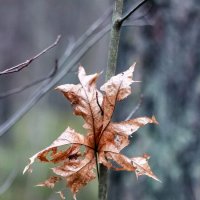 Осенний лист :: Inga Catlaka