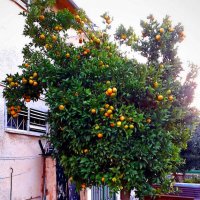 мандариновое дерево у дома :: Александр Корчемный