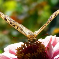 Пчелки-бабочки :: alers faza 53 