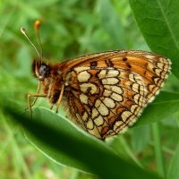 Макро лесной бабочки :: Лидия Бараблина