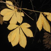 Осенние листья :: Наталья Герасимова