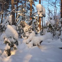 Зимний лес. :: Вера Литвинова