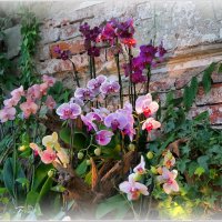 В мире орхидей :: Татьяна repbyf49 Кузина