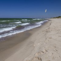 На побережье Балтийского моря :: Светлана Карнаух