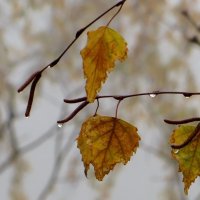 Я чувствую дыхание листвы, их трепетность и грусть пронзают душу... :: Татьяна Смоляниченко